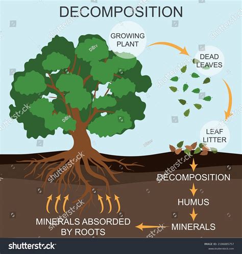 Decomposition .